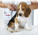 Annual-Dog-Vaccinations-Rio-Rancho (3)