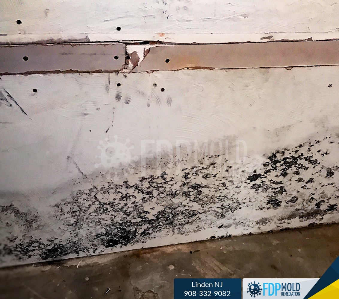 Mold inspection,