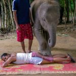 Deep Tissue Massage Elephant