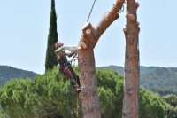 Tree Service San Jose - expert 5