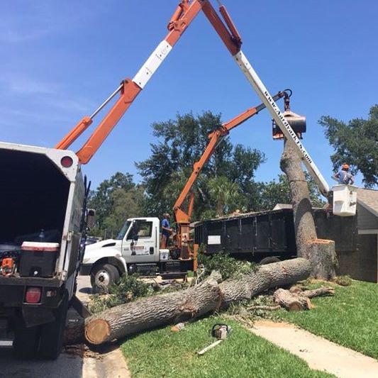 Tree Removal Daytona Beach