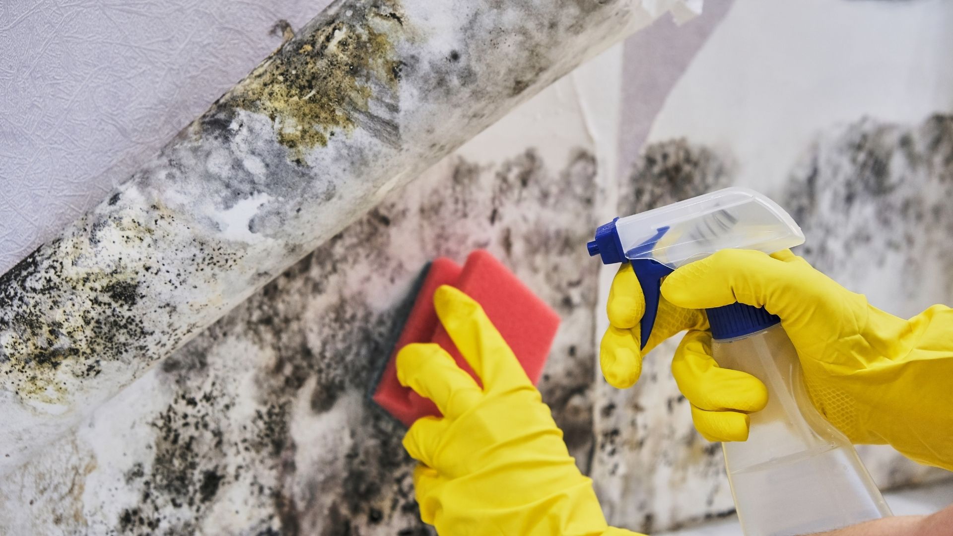 mold removal hero image