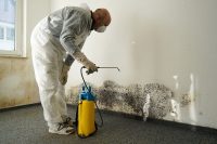 black-mold-removal