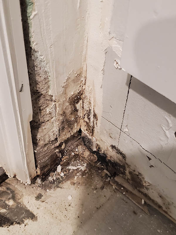 Mold Growth From Hidden Water Damage