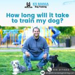 dog training service