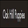oak hill puppies1