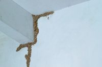 drywood-termite-treatment-control