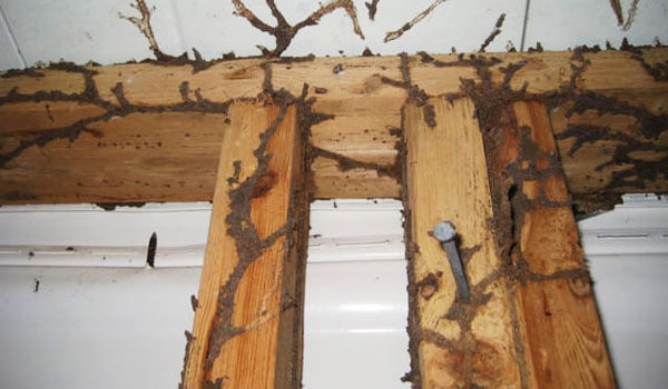 home-business-termite-inspection
