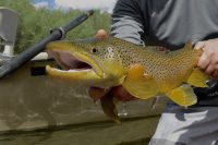 beaverhead-river-brown-trout-montana-fly-fishing-fishtales-outfitting-best-guides