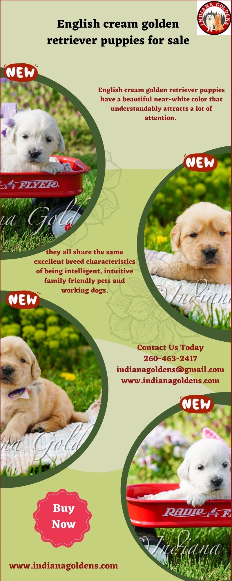 English cream golden retriever puppies for sale (9)
