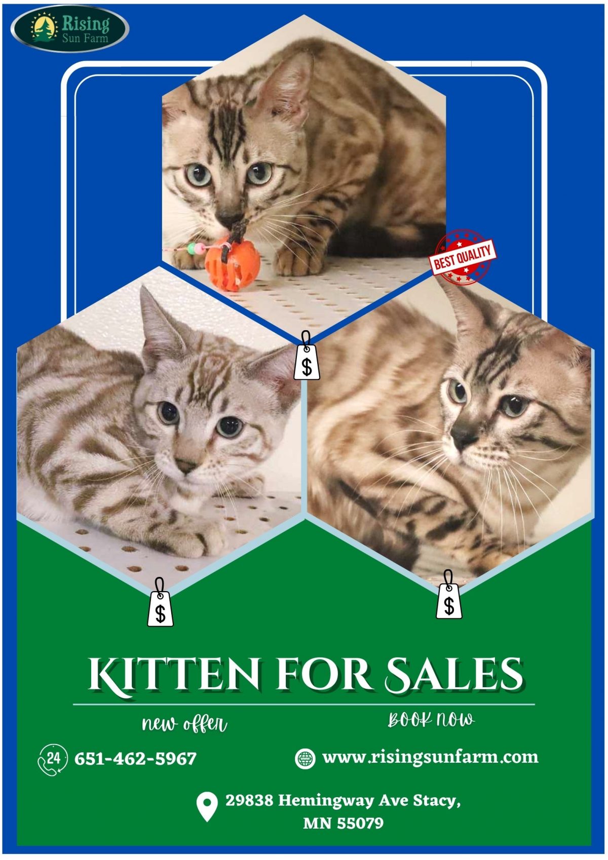 Kitten for Sales